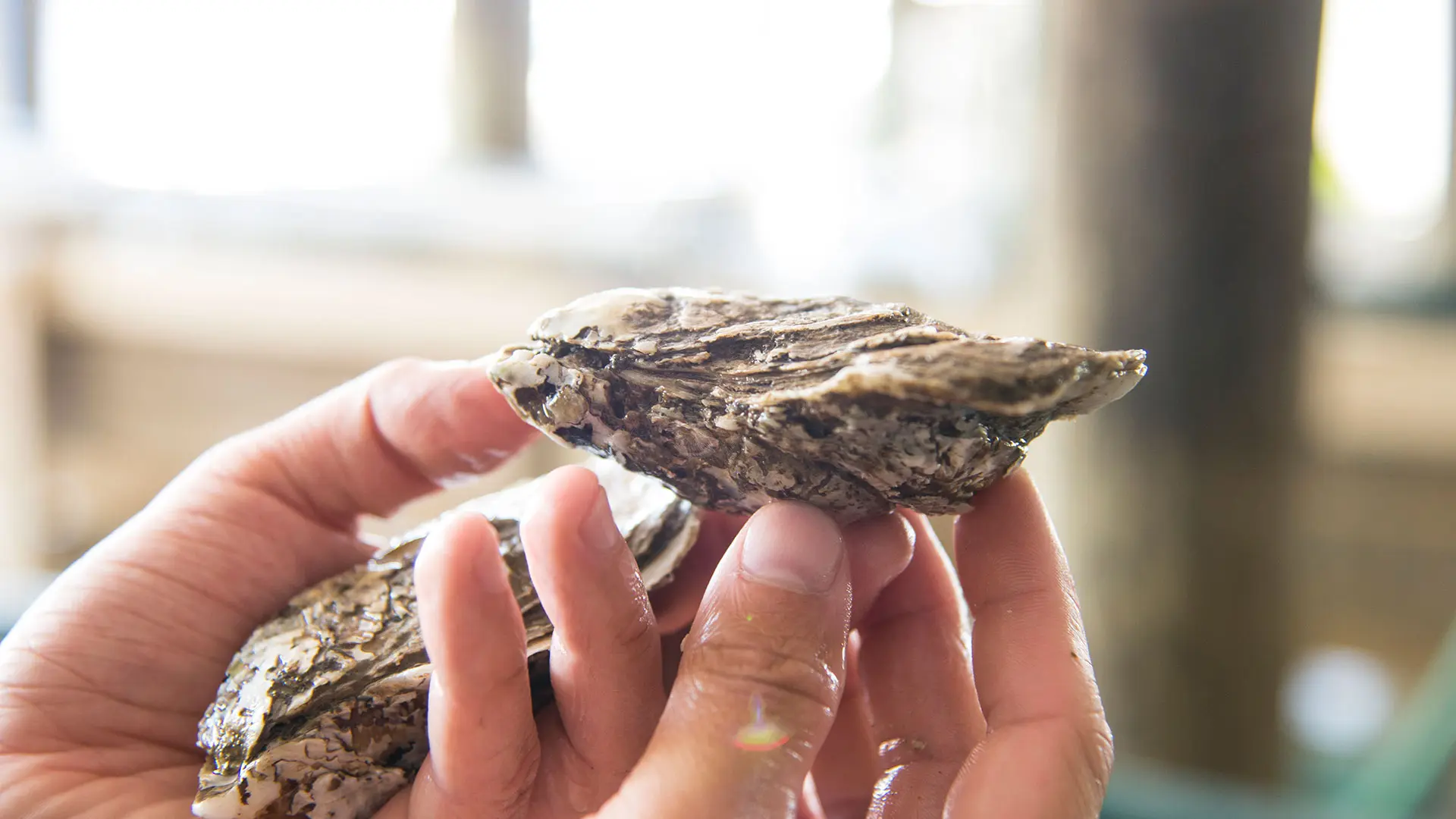 Read more about the article Become An Oyster Connoisseur At A Farm