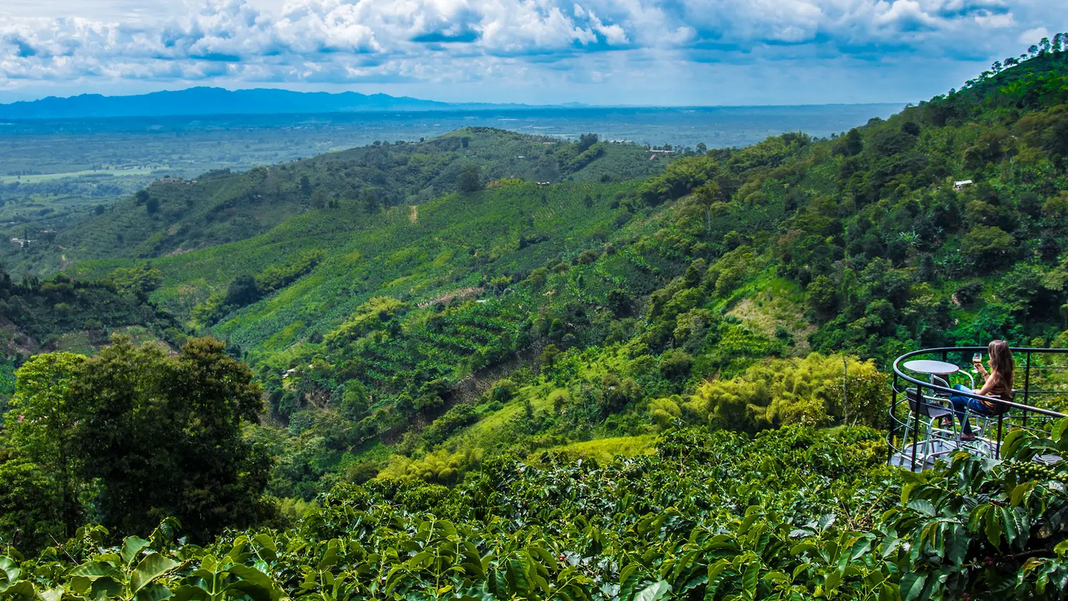 Read more about the article Colombian Plantations And Coffee Beans