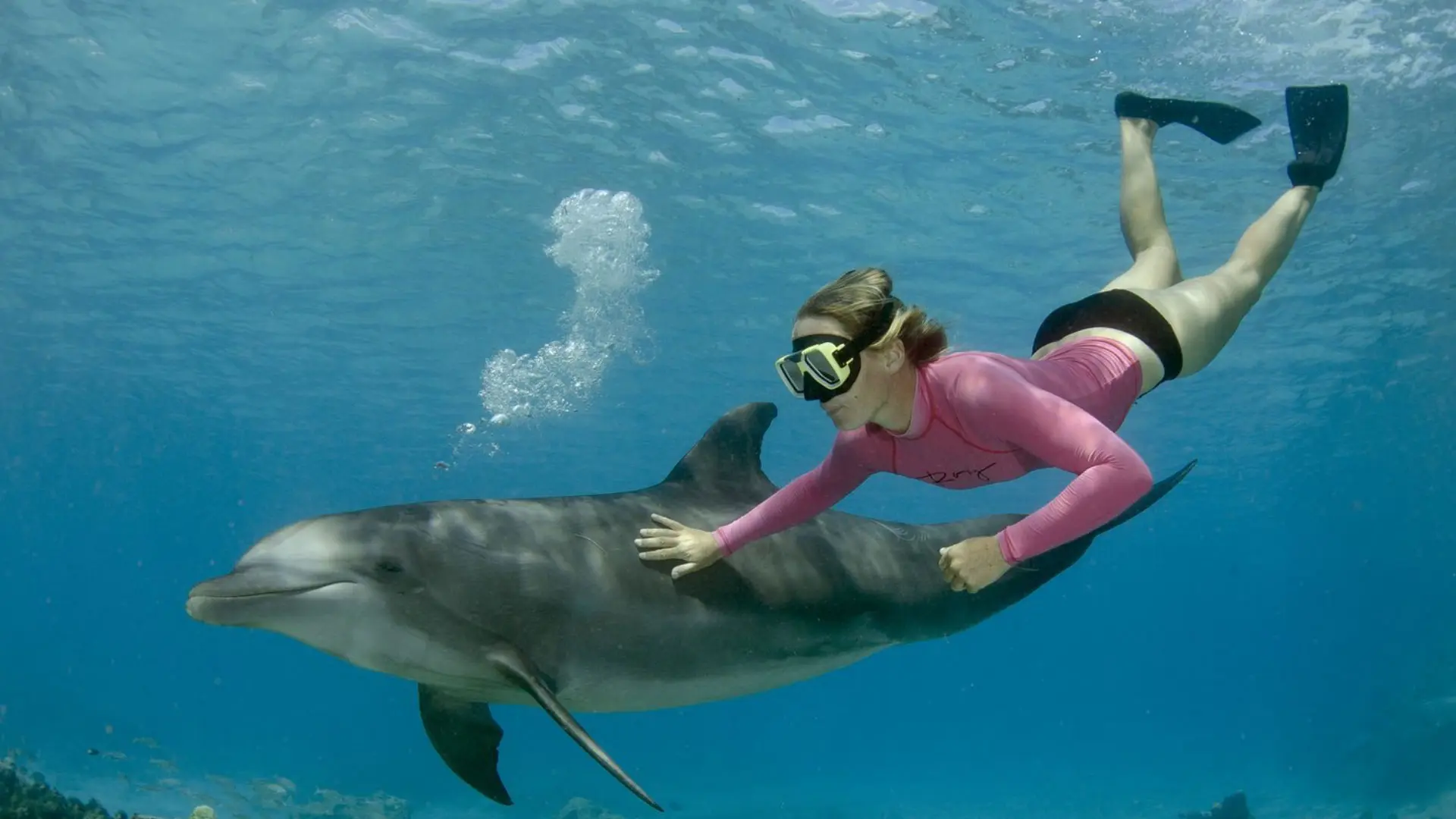 Read more about the article Swim With Dolphins
