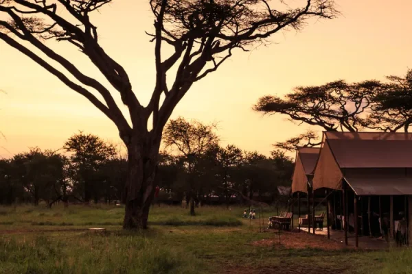 Dining Under the Stars: Your Ultimate Guide to a Bush Dinner in the Heart of the Serengeti