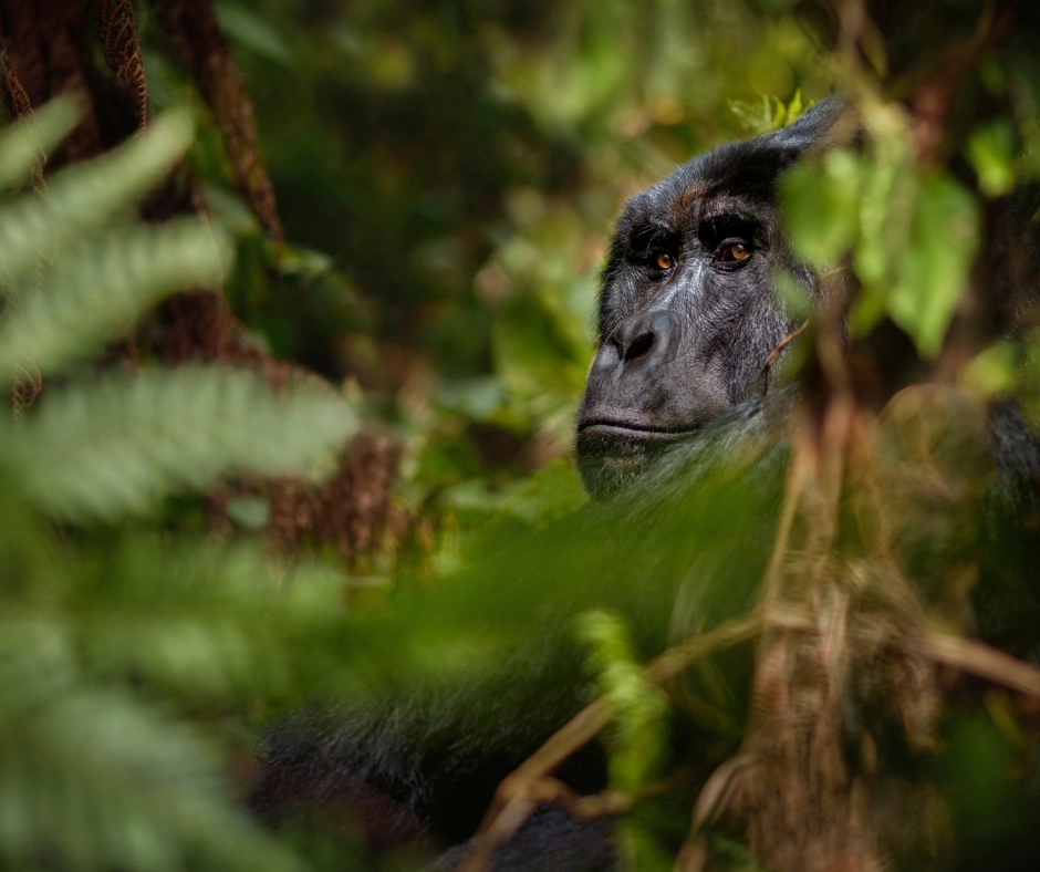 Read more about the article Guide to Gorilla Trekking in Rwanda: An Unforgettable Luxury Experience