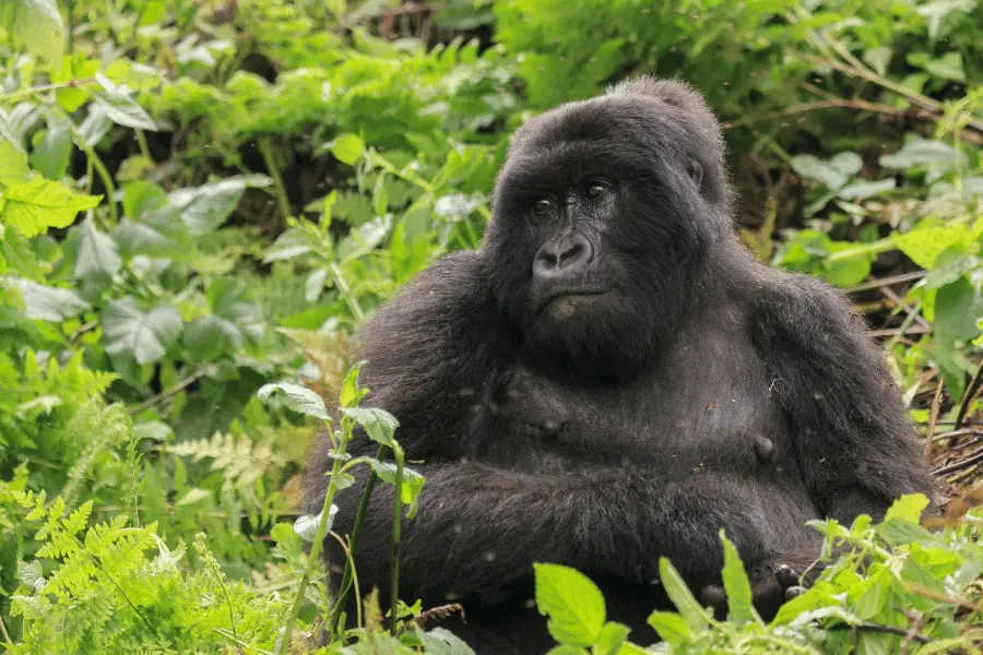 trips in Rwanda