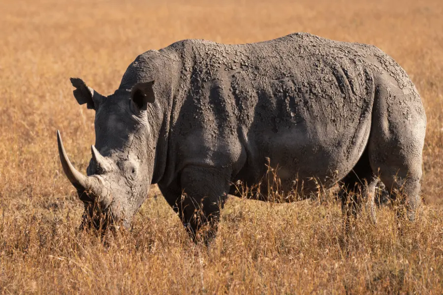 trips to Kenya