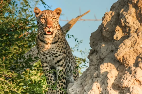 Why Winter is the Perfect Season for a Maasai Mara and Serengeti Adventure