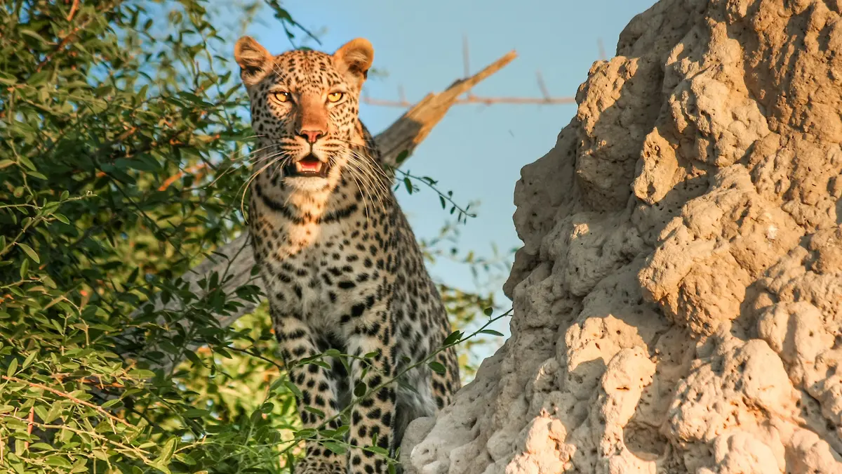 Read more about the article Why Winter is the Perfect Season for a Maasai Mara and Serengeti Adventure