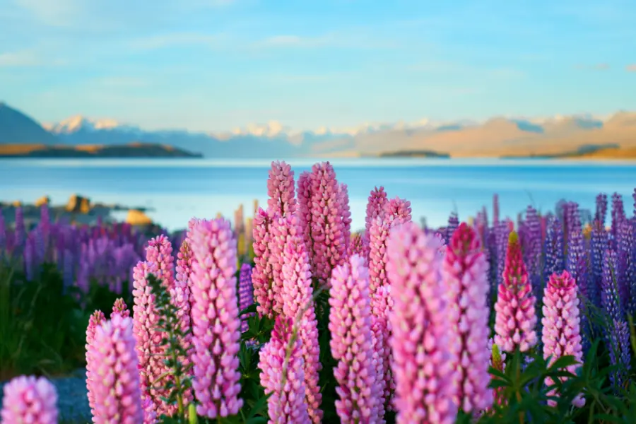 New Zealand travel attractions