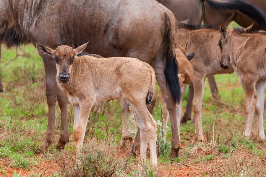 Maasai Mara safari,