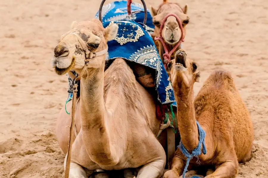 Morocco Trips