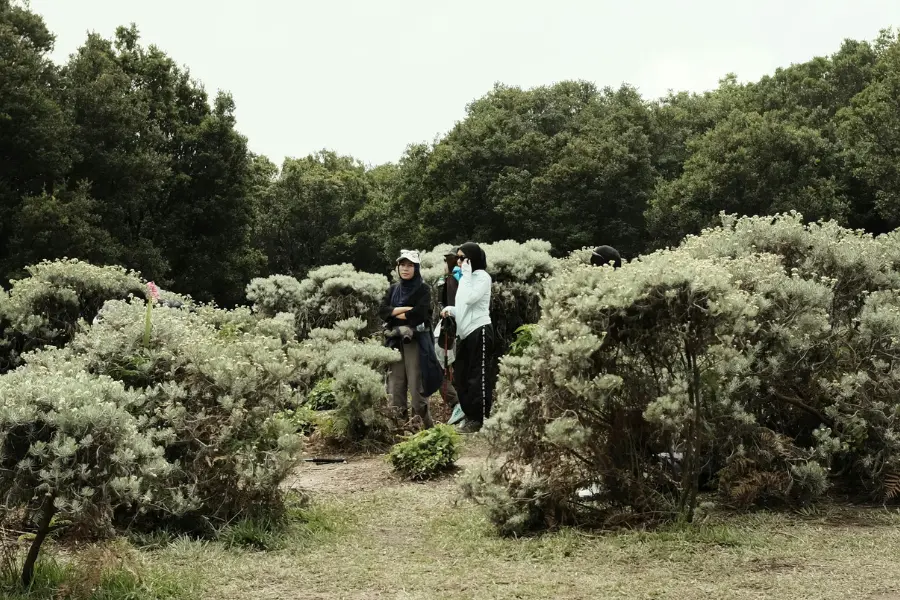 View of bushlands in Australia