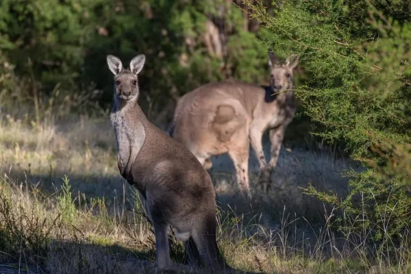 From Beaches to Bushlands: A Journey Every Family Will Treasure