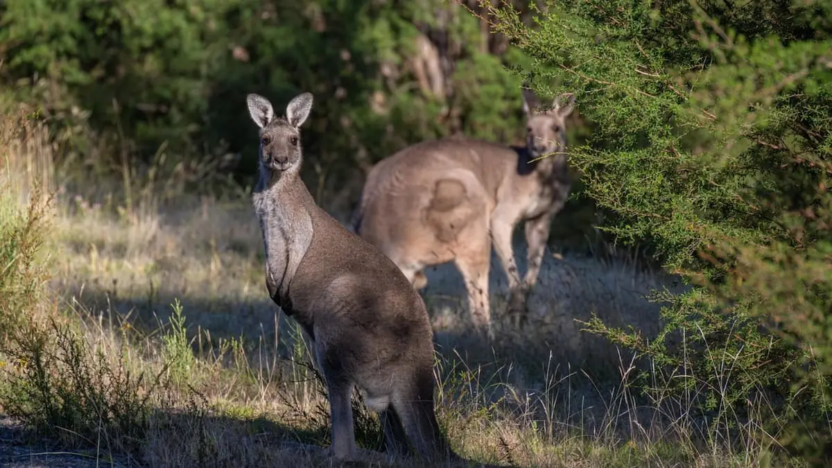 Read more about the article From Beaches to Bushlands: A Journey Every Family Will Treasure