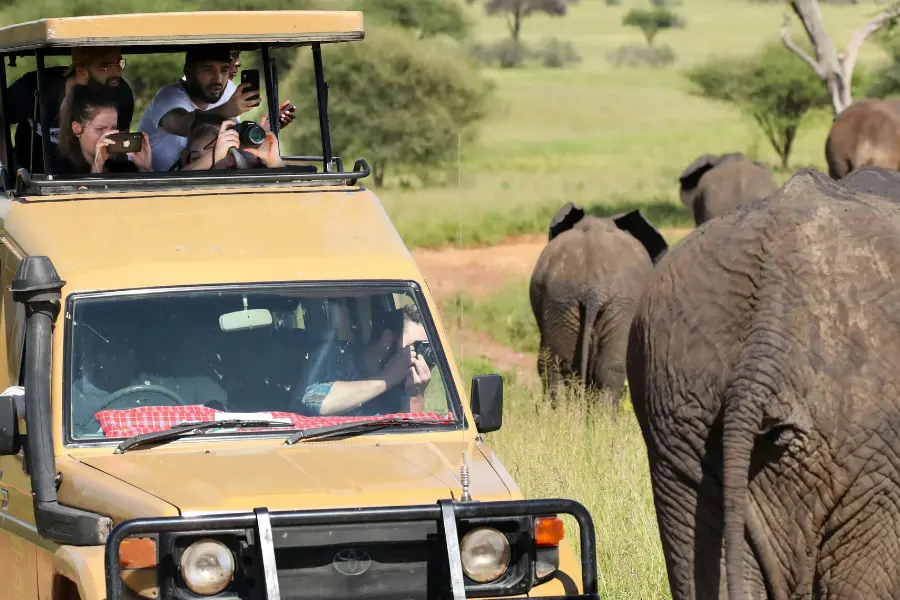 travellers taking pictures of a herd of elephants