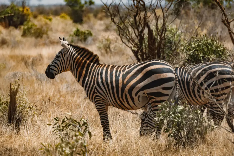 two zebras standing in a grassy, natural habitat.
