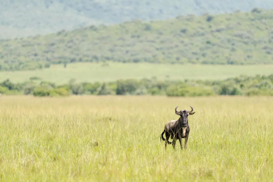 a wildebeest standing on kenya's ground