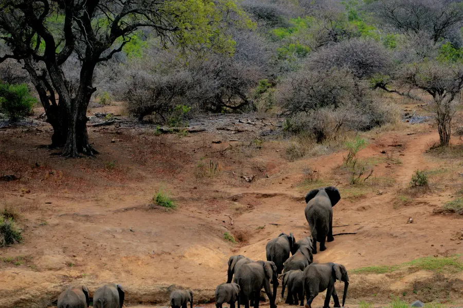 a herd of african elephants in a dry, scrubland enviornment.