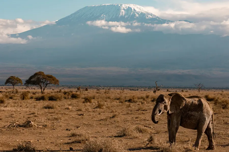 a large african elephant standing in a dry, open savannah landscape
