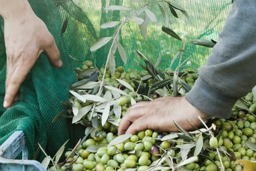 Close-up of hands gathering freshly picked green olives in Italy as part of a traditional autumn olive harvest experience