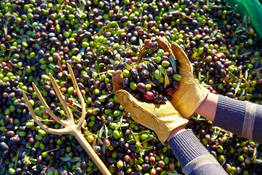 Fresh olives collected by hand during the Italian olive harvest season
