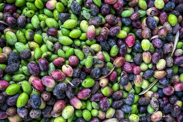 Italy Olive Harvest Experience: When to Go, Where to Stay, and What It Feels Like