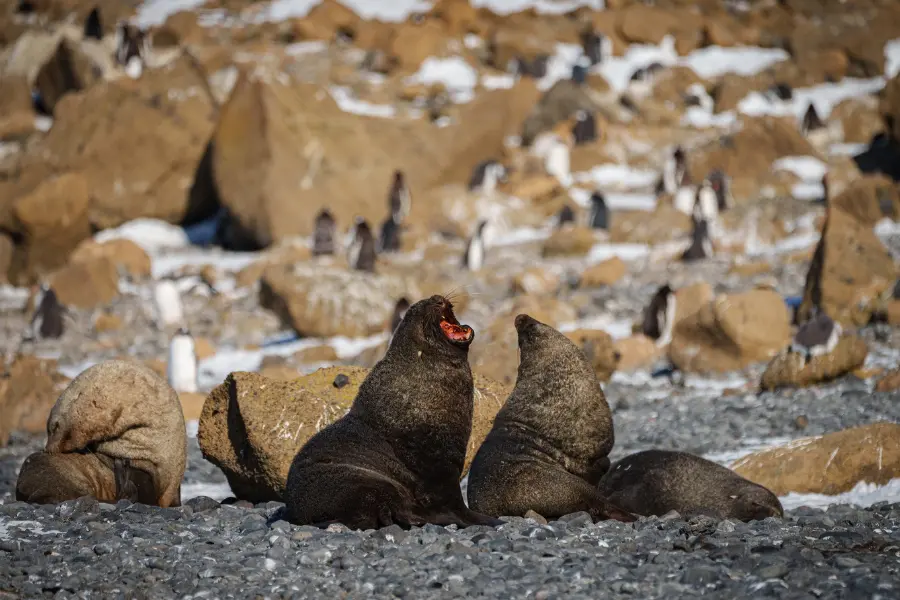 Seals resting on rocky shore with penguins in Antarctica.