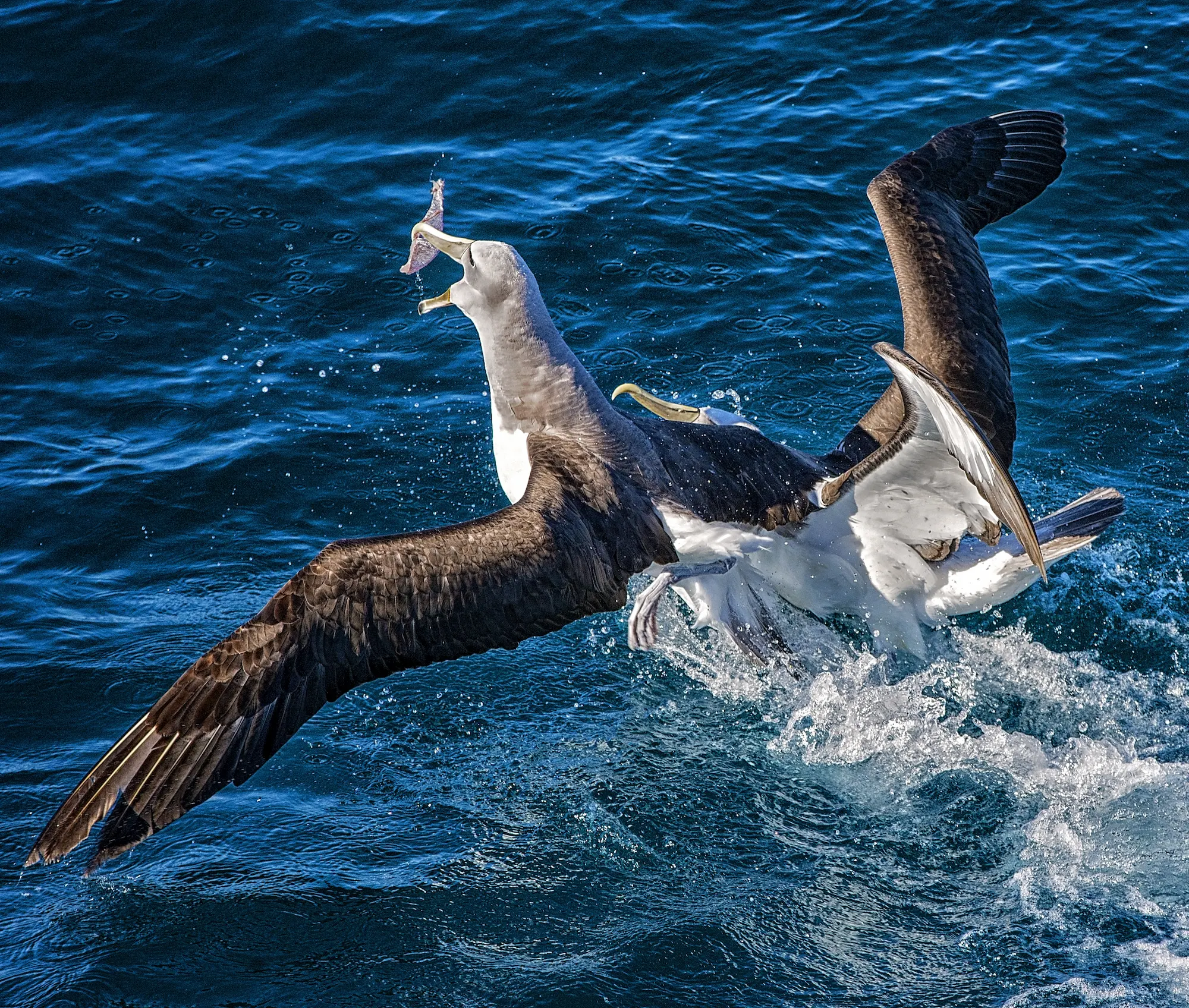 Two Albatross fighting for food