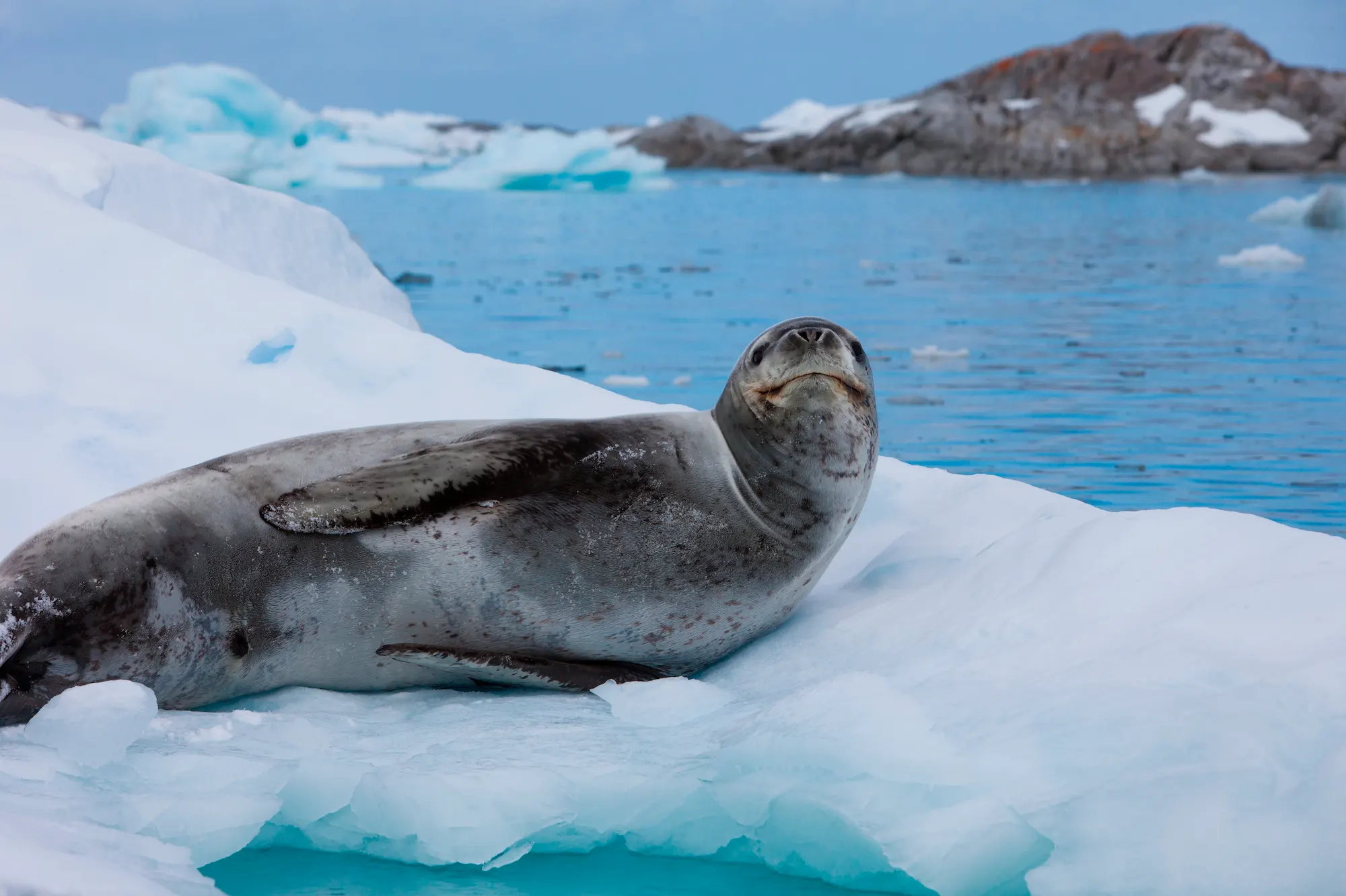 Leopard Seal resting