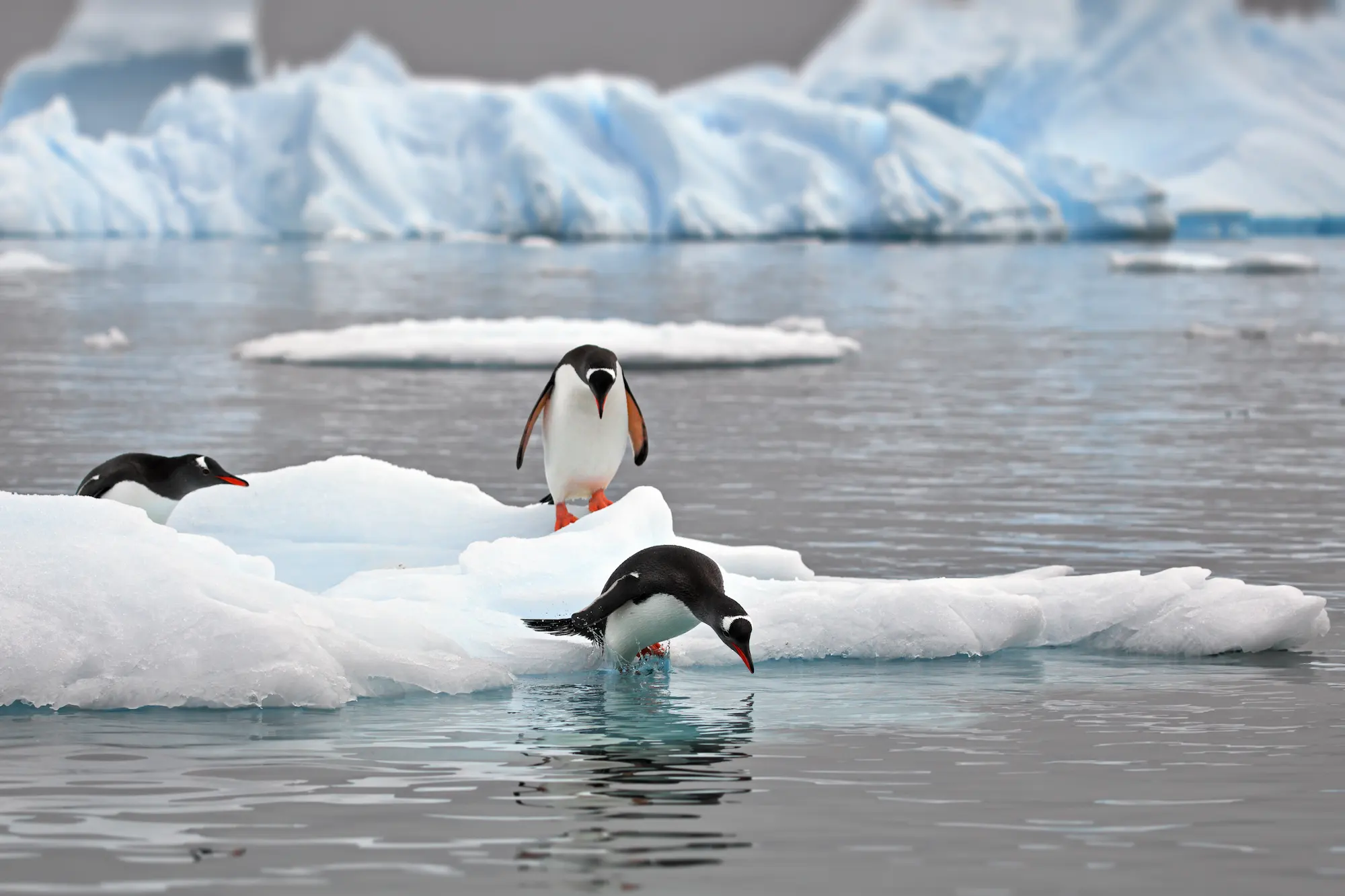 Penguins