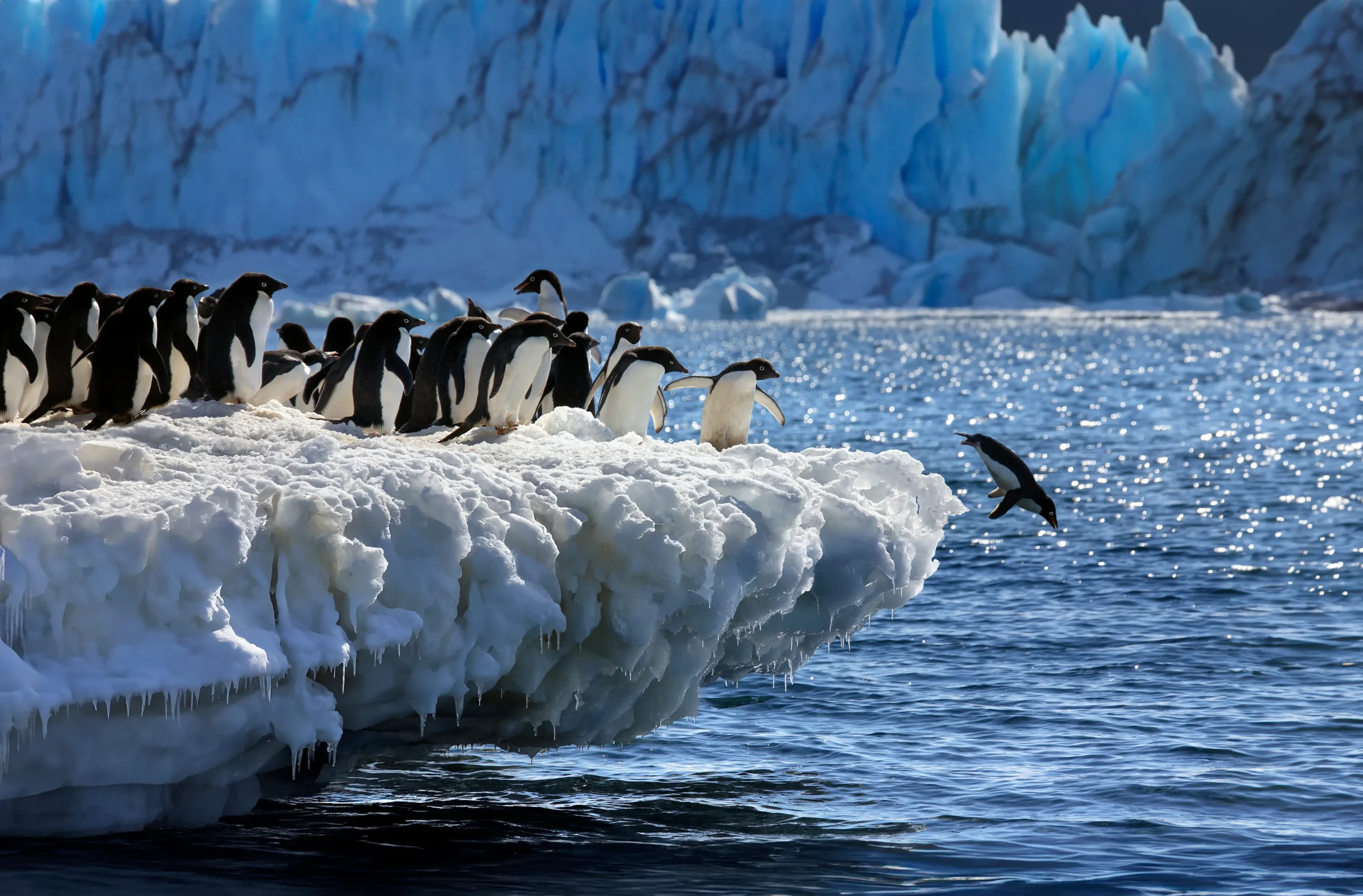 Penguins Whales
