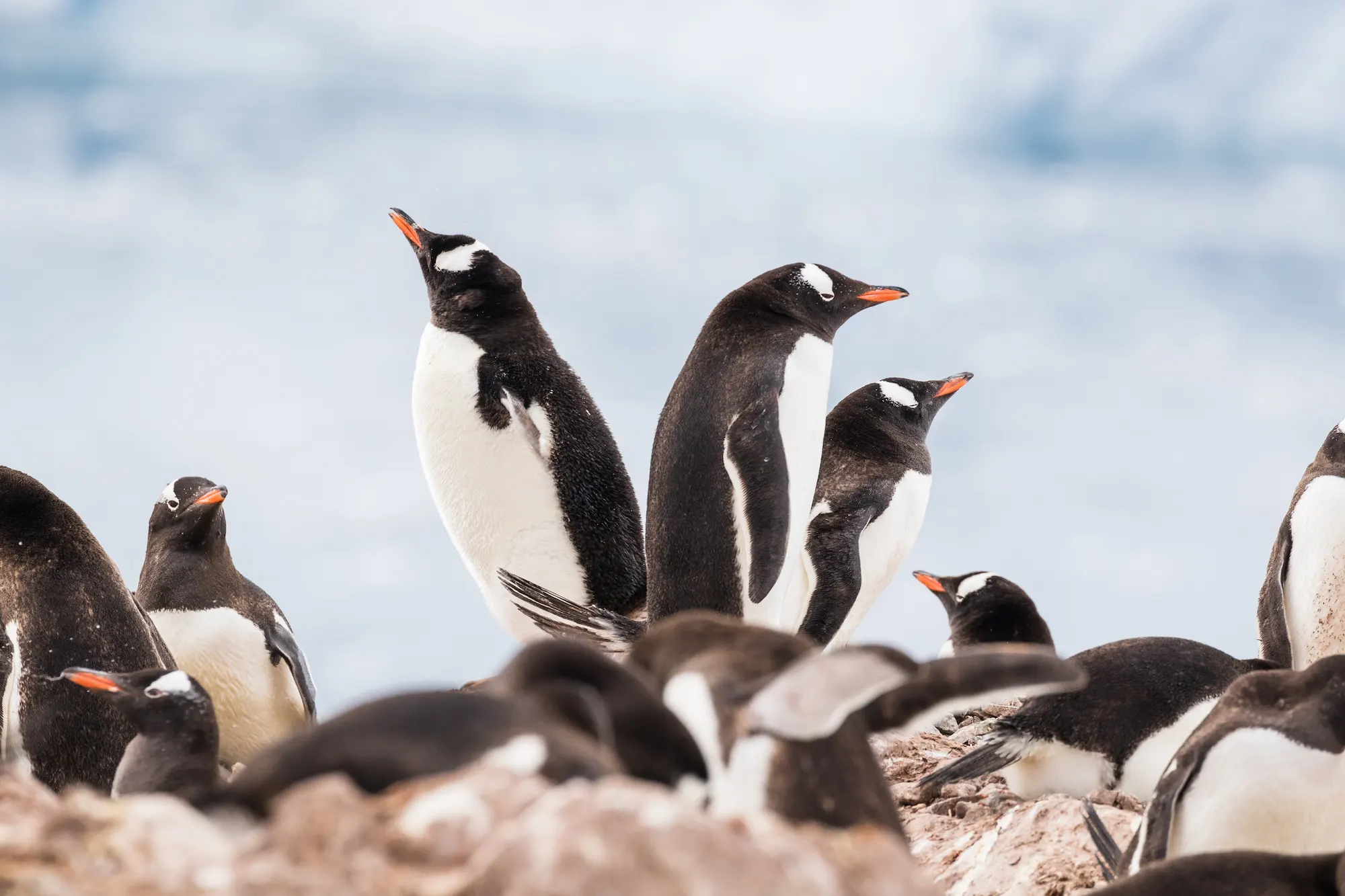 Penguins on a rock