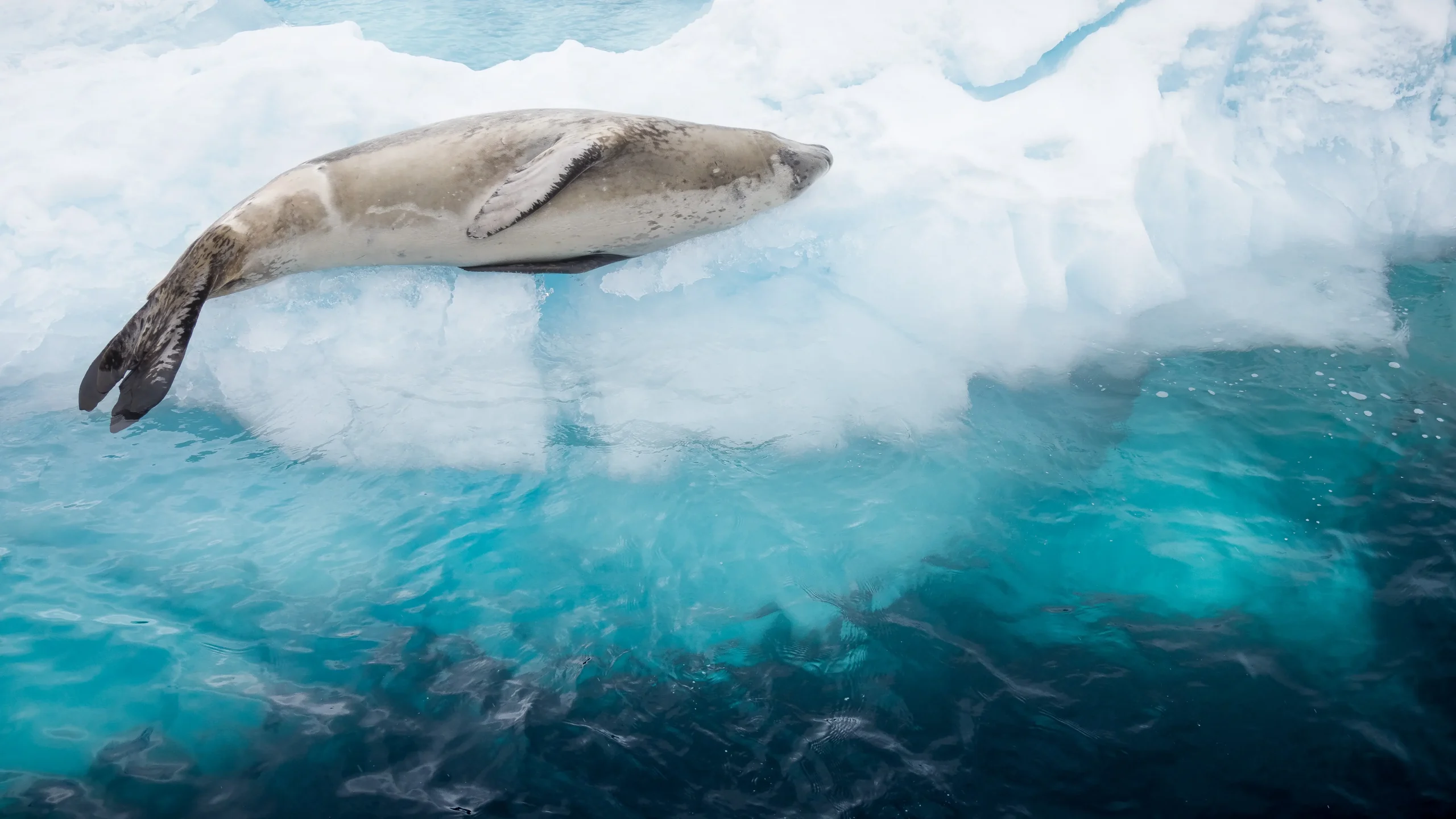 Seal Resting