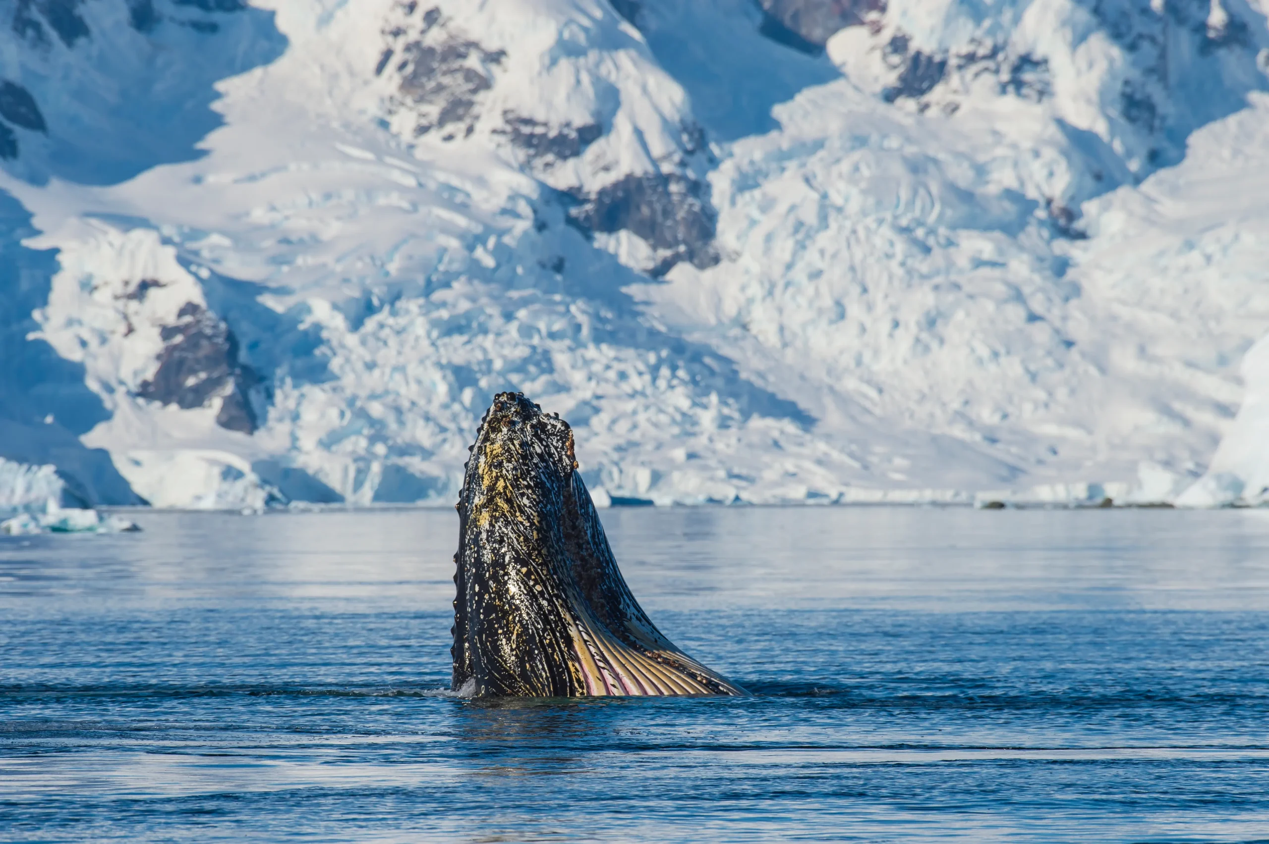 Humpback Whale
