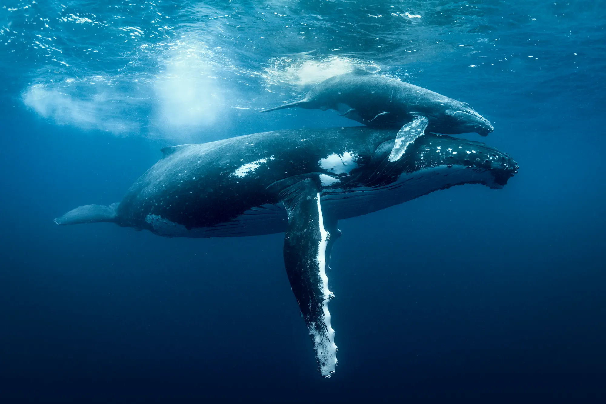 Humpback Whales