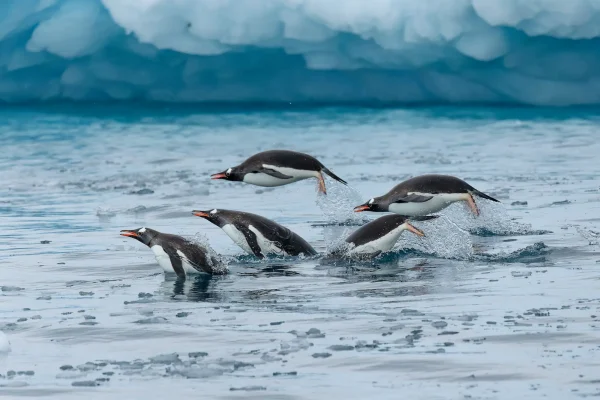Antarctica Wildlife: Penguins, Seals, Humpback Whales and Albatross