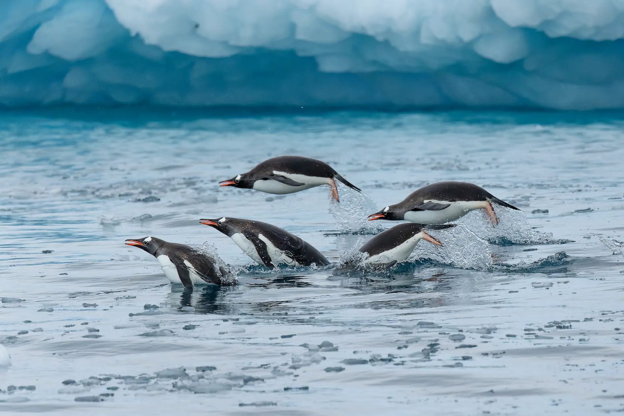 Read more about the article Antarctica Wildlife: Penguins, Seals, Humpback Whales and Albatross