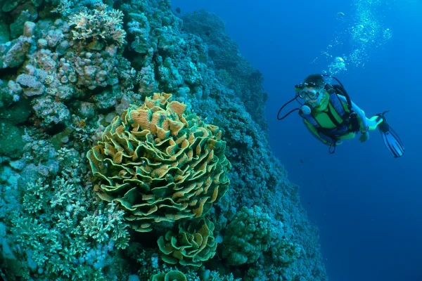 Ningaloo Reef: Snorkelling and Diving in Australia’s Living Seascape