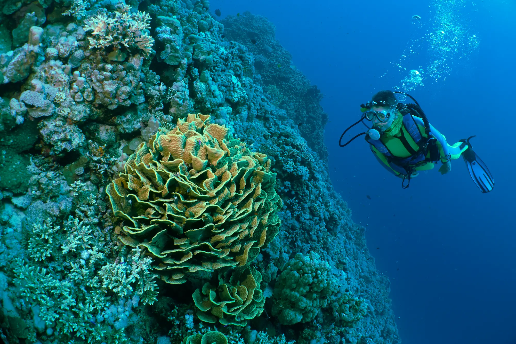 Read more about the article Ningaloo Reef: Snorkelling and Diving in Australia’s Living Seascape